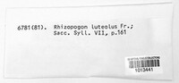 Rhizopogon luteolus image